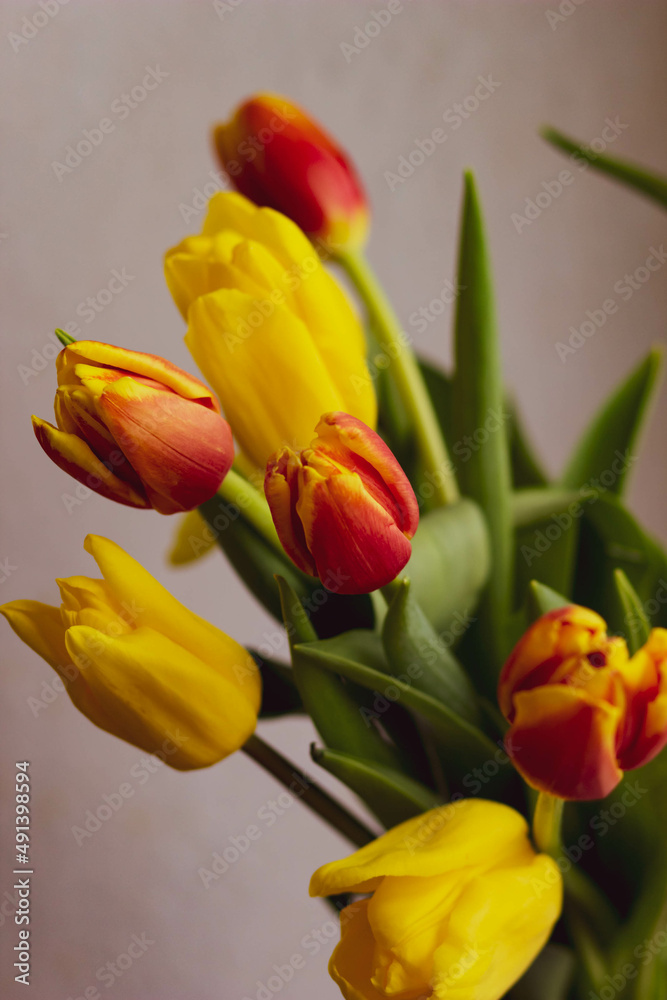 yellow and orange tulips on a light background yellow and orange tulips on a light background