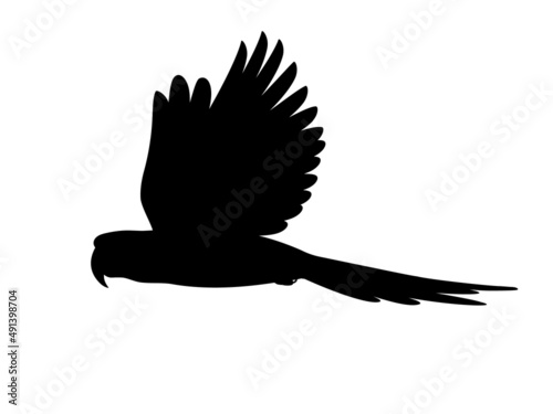 Silhouette flying macaw parrot