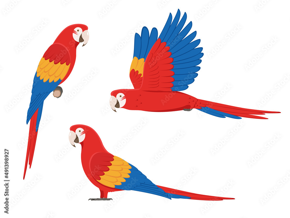 Set of colorful macaw parrots - obrazy, fototapety, plakaty 