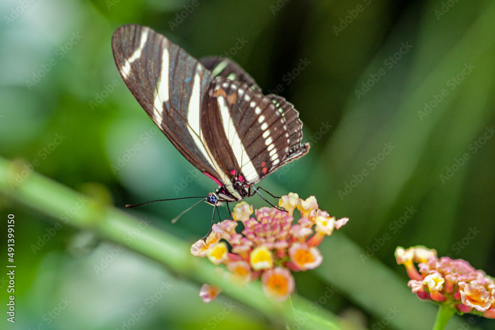 Fotografie Papillon Heliconius charithonia sur une feuille