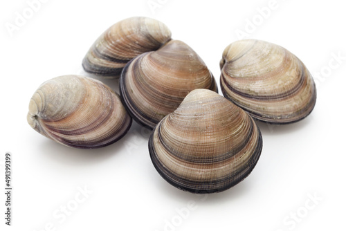 asian venus clam (cyclina sinensis) 