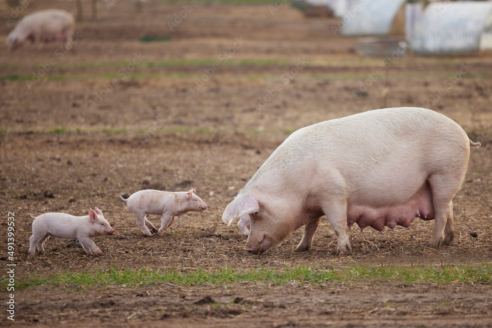 Female Pig With Baby Piglets Outdoors On Livestock Farm Female Pig With Baby Piglets Outdoors On Livestock Farm