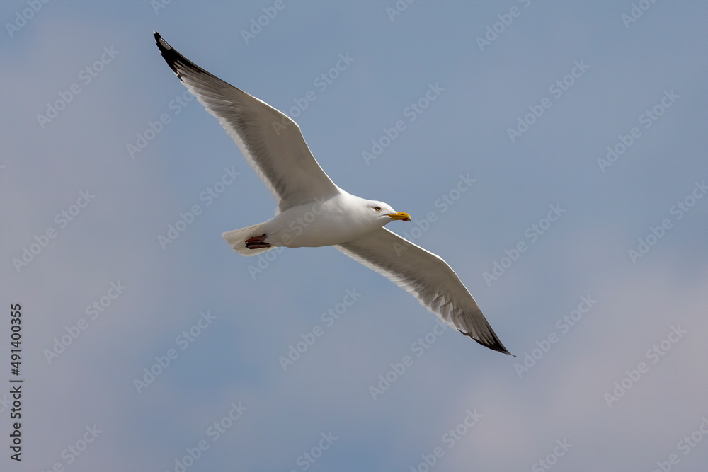 Lesser Black-backed Gull
(Larus fuscus) in flight Lesser Black-backed Gull
(Larus fuscus) in flight