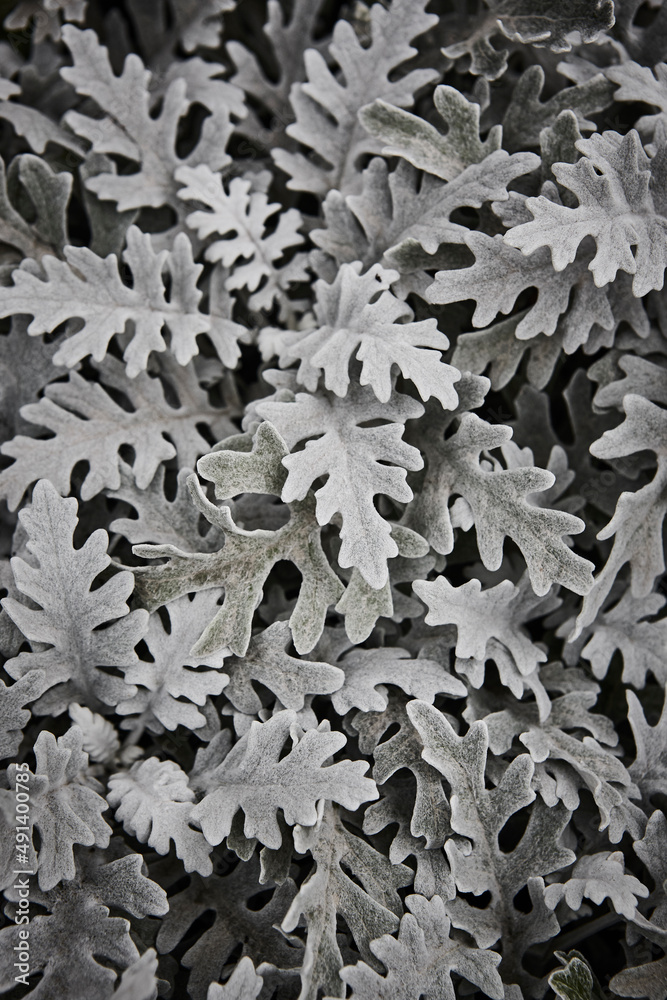 Centaurea cineraria green leaves plant textured background. Decorative garden Centaurea cineraria green leaves plant textured background. Decorative garden