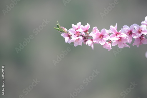 Beautiful cherry blossom sakura in full bloom in a park in spring in Japan