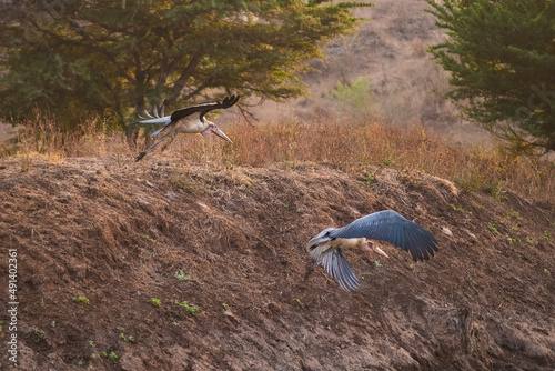 Storks fly in over the water