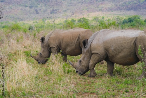 Rhino friends  walking together 