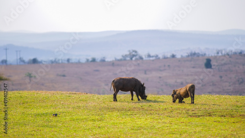 Warthog over the valley 