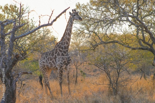 Giraffe amongst trees