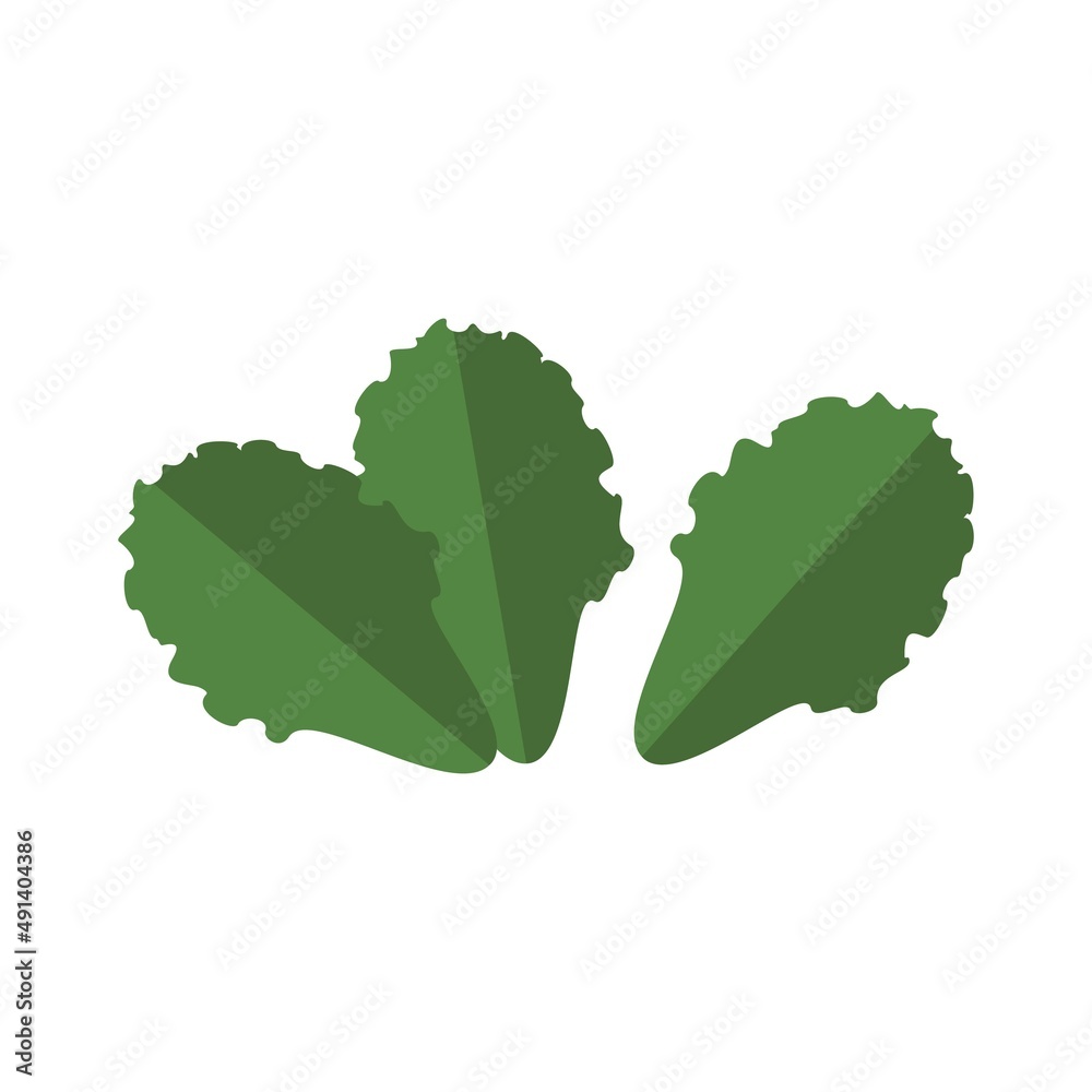 Salad leaves healthy food vector object isolated