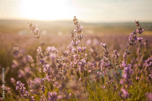 Beautiful image of lavender fields. Summer sunset landscape