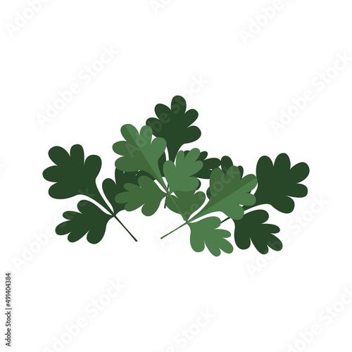 Parsley green vector object isolated photo