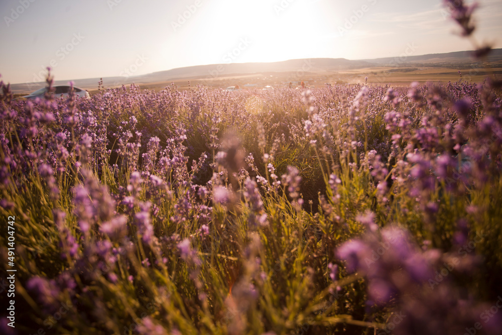Fototapeta premium Beautiful image of lavender fields. Summer sunset landscape