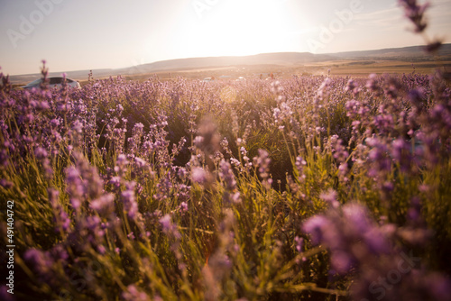 Beautiful image of lavender fields. Summer sunset landscape