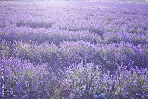 Beautiful image of lavender fields. Summer sunset landscape