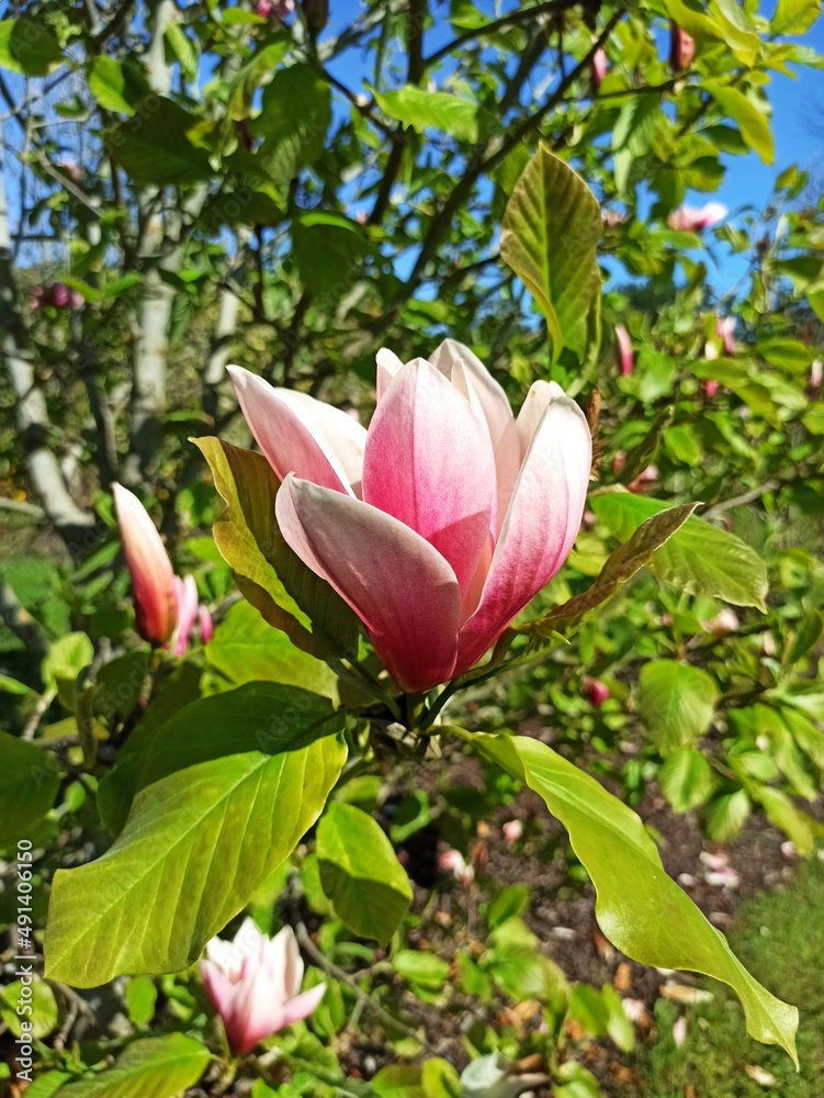 pink magnolia flower close up