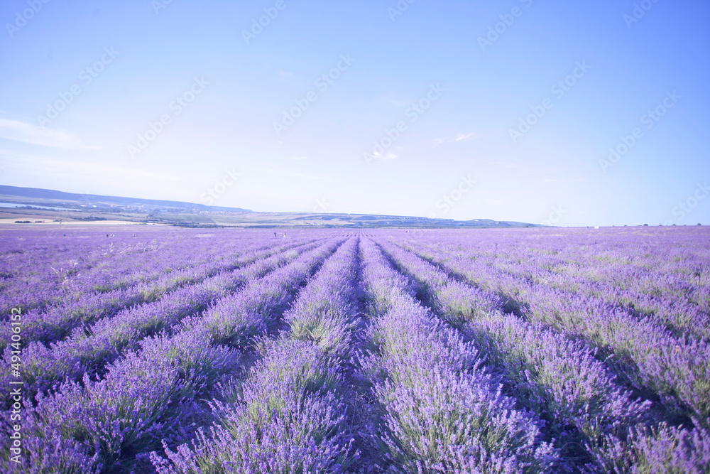 Fototapeta premium Beautiful image of lavender fields. Summer sunset landscape