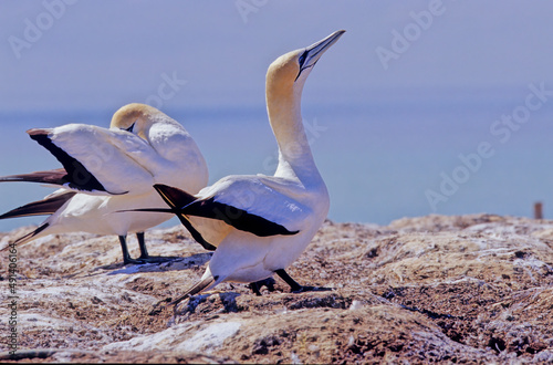 Fotografie Australasian gannet