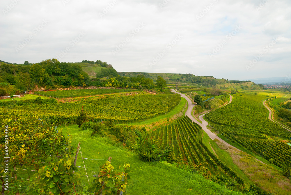 Fototapeta premium Weinberg Rebhäuschen