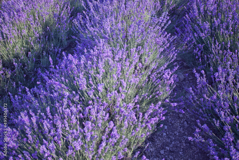 Obraz premium Beautiful image of lavender fields. Summer sunset landscape