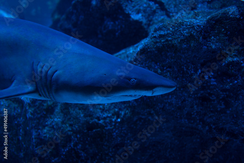 Close up of great shark swimming underwater