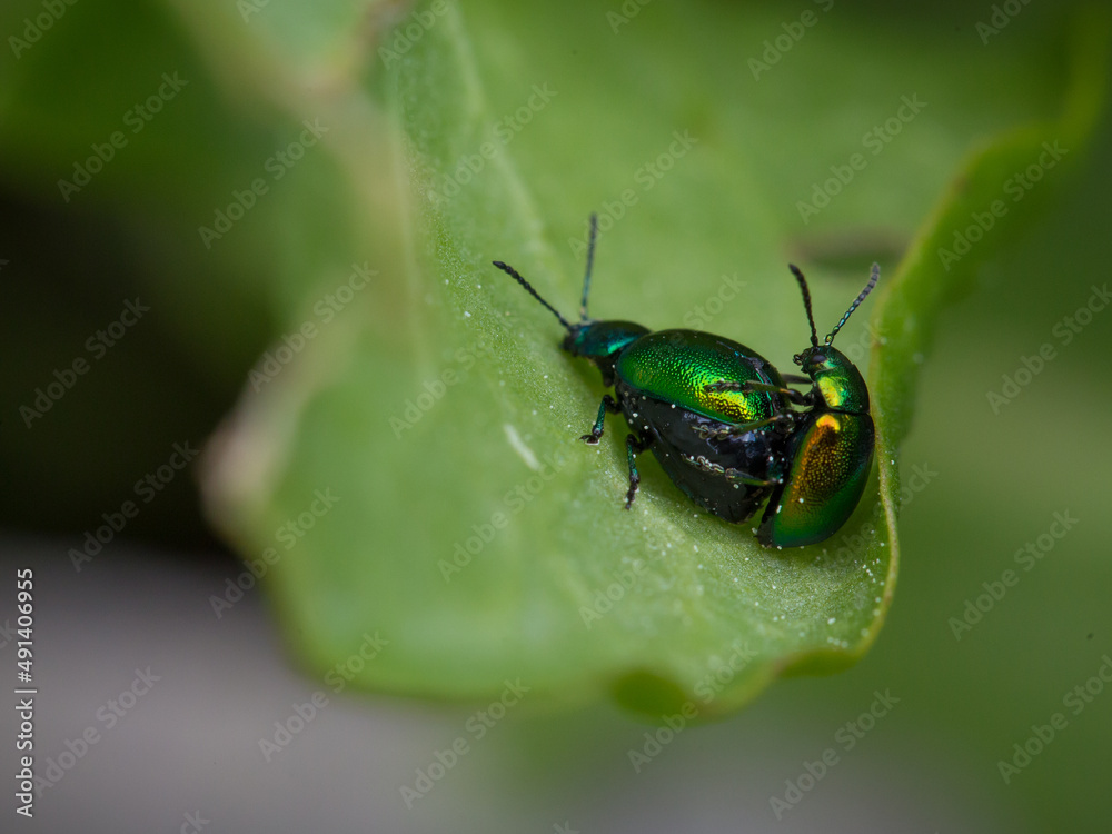 Fototapeta premium Käfer, Isekt im Gras close-up