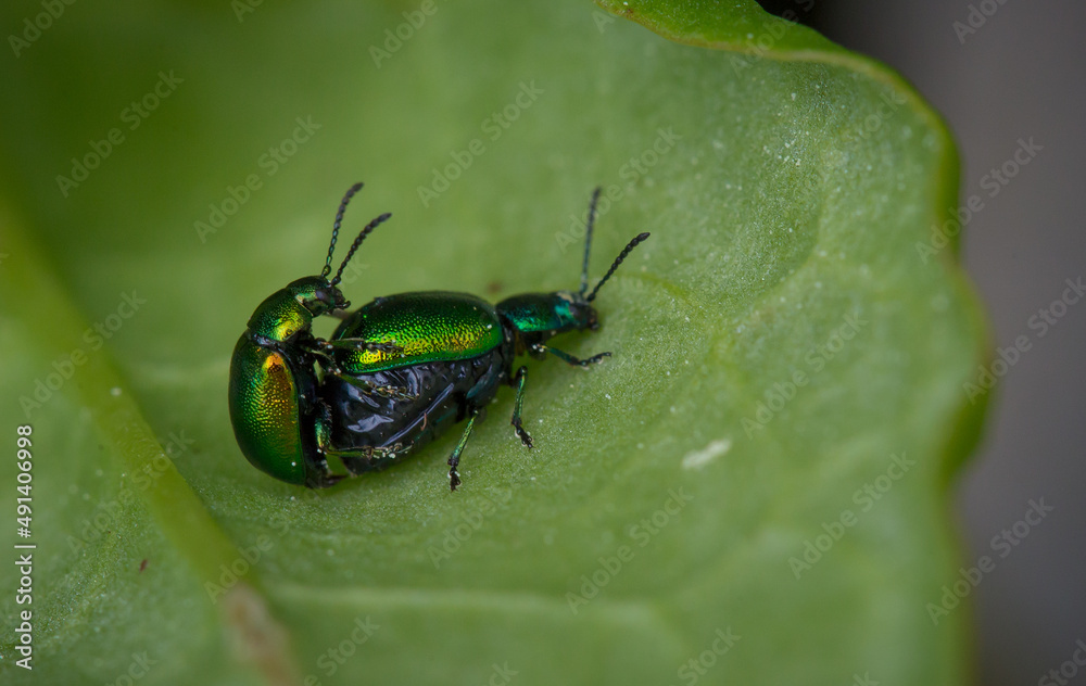 Fototapeta premium Käfer, Isekt im Gras close-up