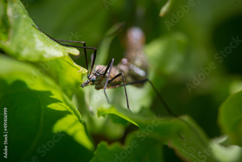 Käfer, Isekt  im Gras close-up © santosha57