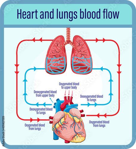 Diagram showing blood flow of human heart