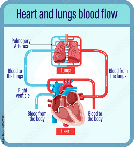 Diagram showing blood flow of human heart