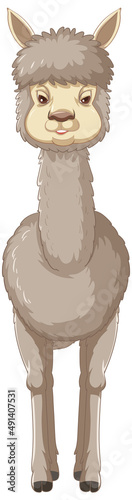 An alpaca on white background