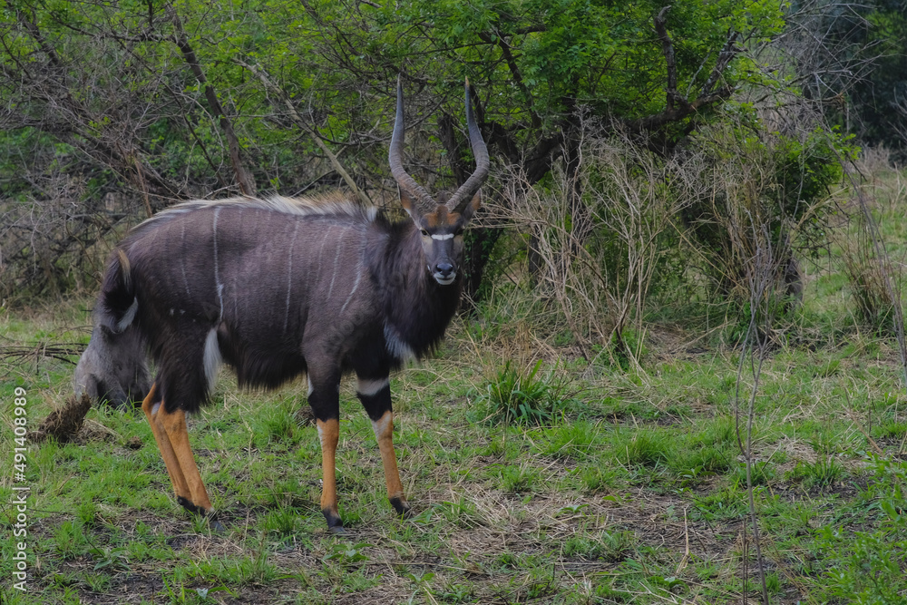 Nyala is cautious around us Nyala is cautious around us