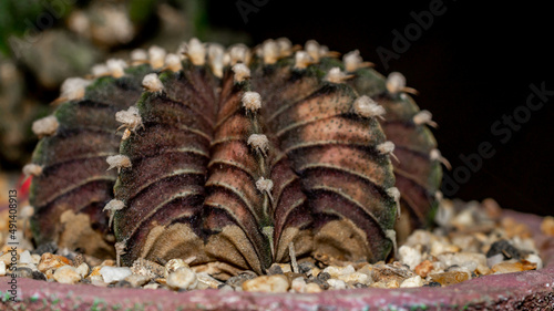 Gymnocalycium friedrichii cactus with rusty color. Closeup of Gymnocalycium friedrichii cactus © hilmawan nurhatmadi