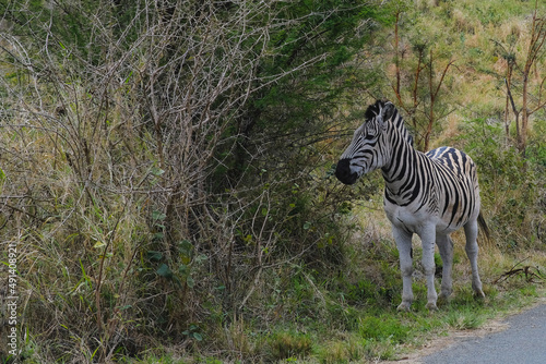 Zebra by the road