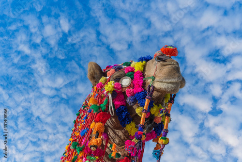 Decorated camel head in desert Thar during the annual Pushkar Camel Fair near holy city Pushkar, Rajasthan, India
