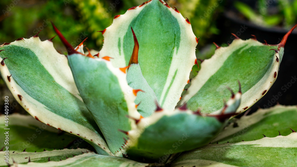 Agave potatorum kishokan with serrated edge. Beautiful desert plant.