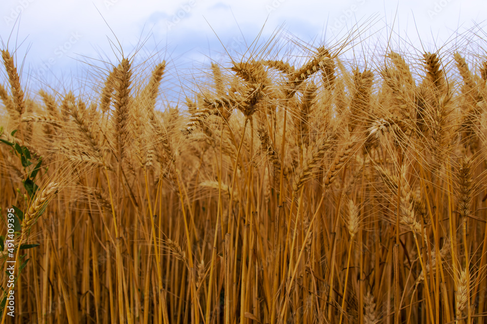 Agricultural landscape, close up wide golden wheat growing on the field and blue sky, farmland, Bulgaria Agricultural landscape, close up wide golden wheat growing on the field and blue sky, farmland, Bulgaria