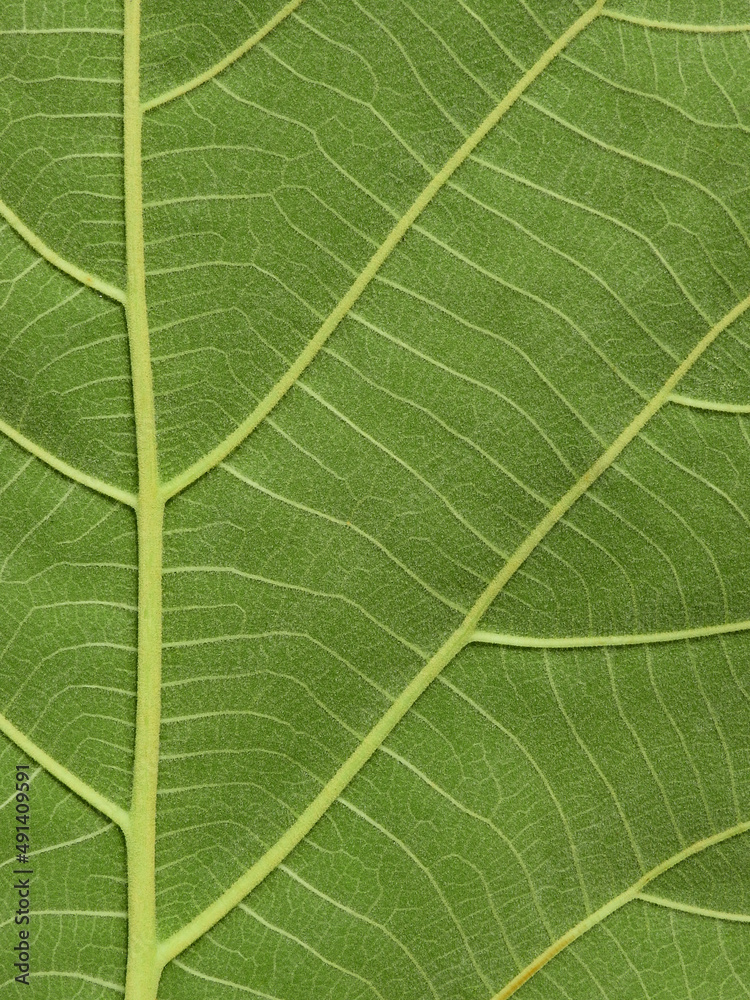 close up vein of green teak leaf texture close up vein of green teak leaf texture