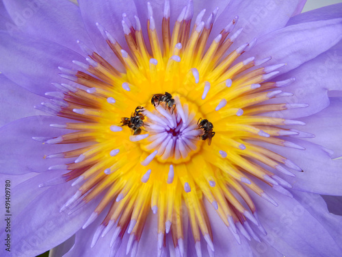 stingless bee   Trigona apicalis Smith   on pollen of purple lotus blooming