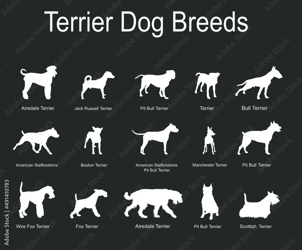 Terrier dog breeds collection vector silhouette illustration isolated on black background. Manchester terrier, Boston, Scottish terrier. Airedale, Wire Fox. Pit bull. Stafford dog. Jack Russell. 