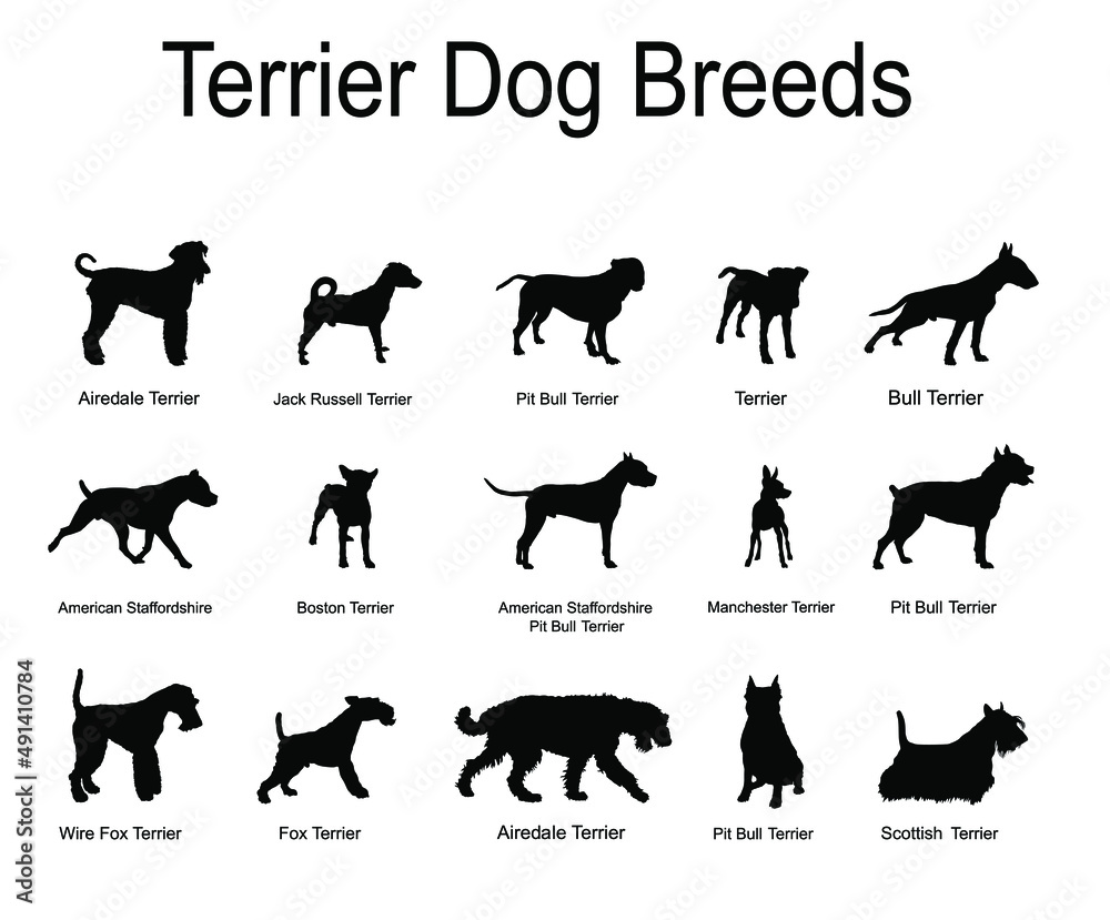 Terrier dog breeds collection vector silhouette illustration isolated on white background. Manchester terrier, Boston, Scottish terrier. Airedale, Wire Fox. Pit bull. Stafford dog. Jack Russell. 