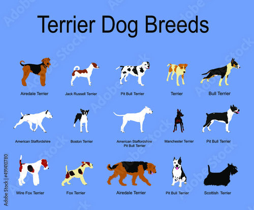 Terrier dog breeds collection poster vector illustration isolated on blue background. Manchester terrier, Boston, Scottish terrier. Airedale, Wire Fox. Pit bull. Stafford dog. Jack Russell. 