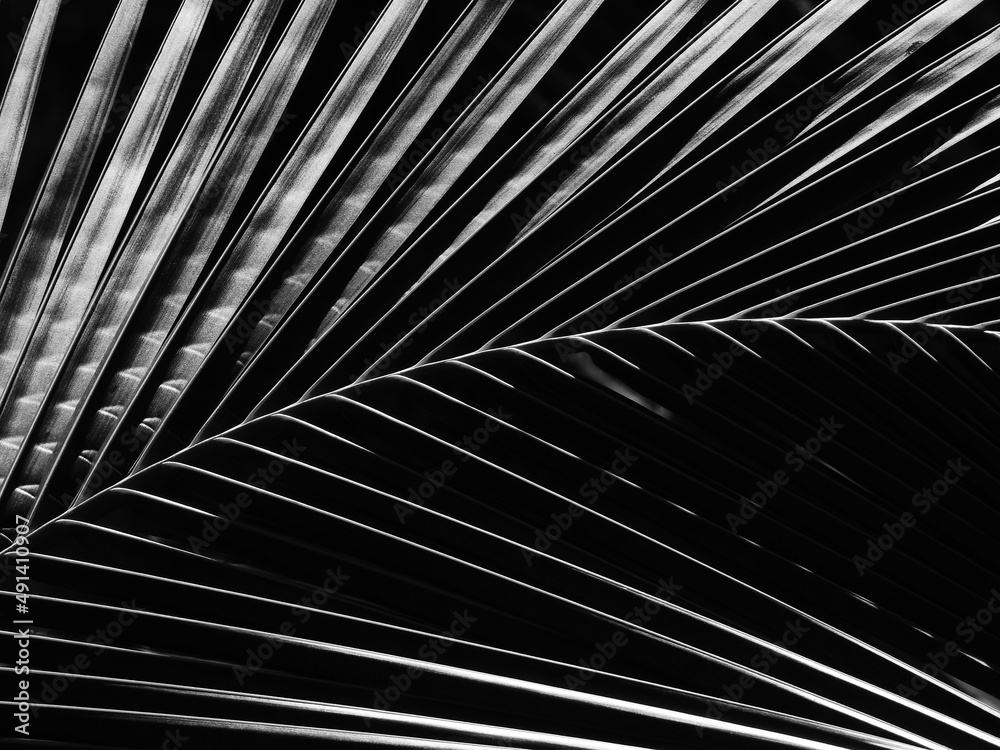 Obraz premium black and white coconut leaf