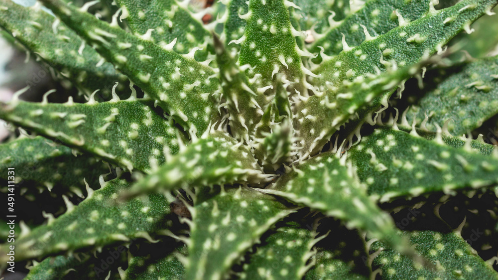 Green Haworthia with rough texture. Exotic desert plant