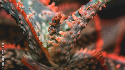 Aloe donnie in detail with red serrated leaves. Beautiful color of hybrid succulent plant photo