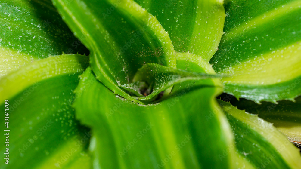 Green Criptanthus with beautiful lush leaves. Top viewed green criptanthus Green Criptanthus with beautiful lush leaves. Top viewed green criptanthus