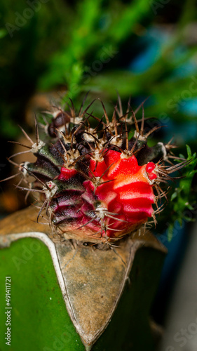 Variegated Gymnocalycium mihanovichi grafted on dragon fruit stem photo