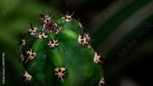 Harissia jusbertii cactus with black spikes. Green cactus with sharp black spine