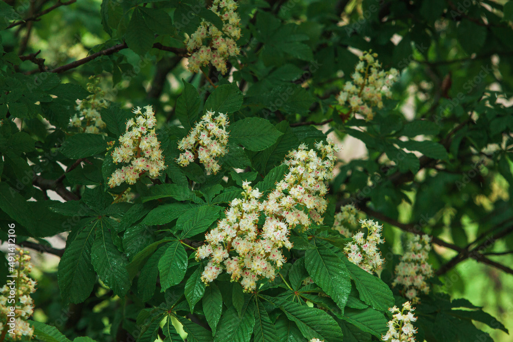Chestnut blossoms in spring, branches of a blooming chestnut, horse chestnut flower background Chestnut blossoms in spring, branches of a blooming chestnut, horse chestnut flower background