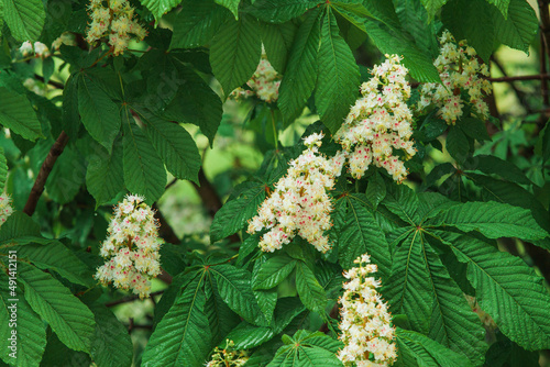 Chestnut blossoms in spring, branches of a blooming chestnut, horse chestnut flower background